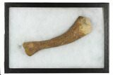 Juvenile Dinosaur (Thescelosaurus) Humerus Bone - Montana #183998-6